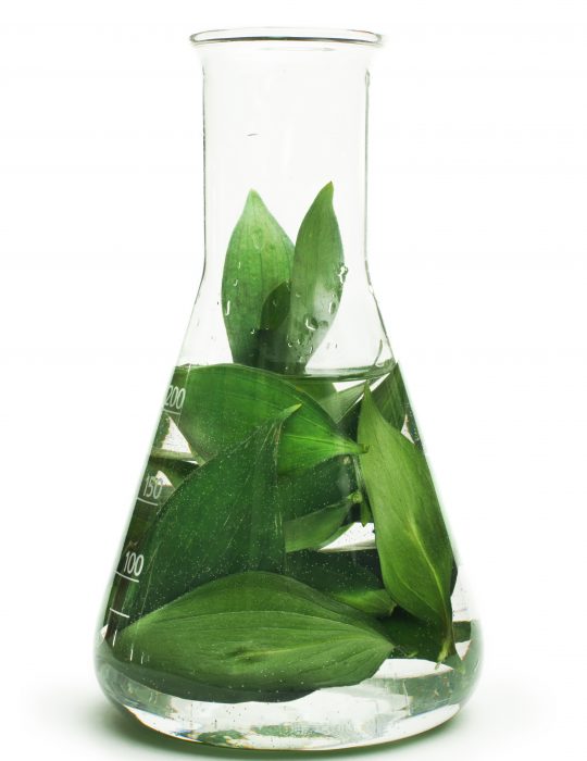 Green plants in laboratory equipment on white background